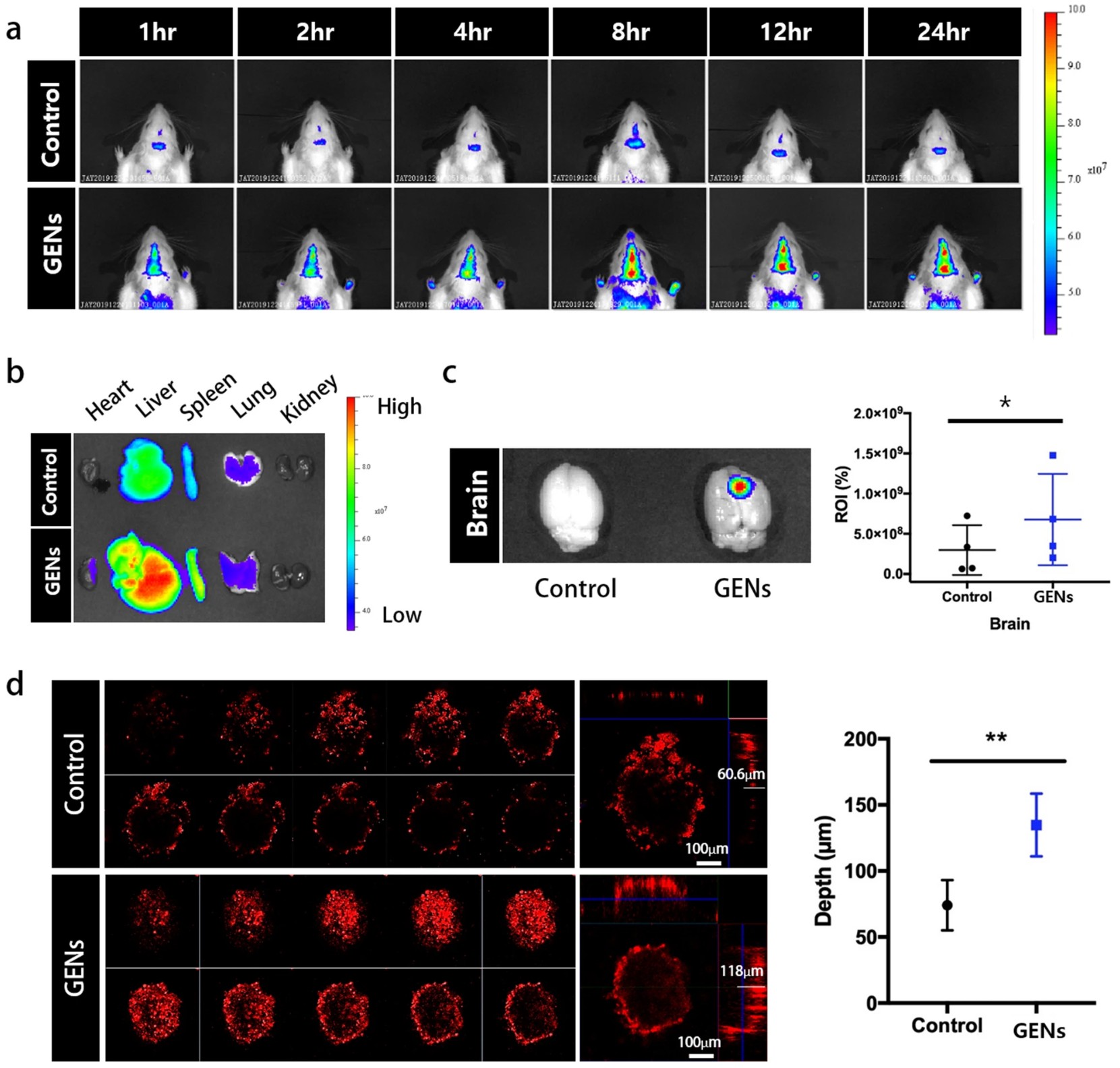 Fluorescence imaging shows ginseng exosomes accumulate in brain and penetrate tumor spheroids more effectively than conventional liposomes in glioma models.